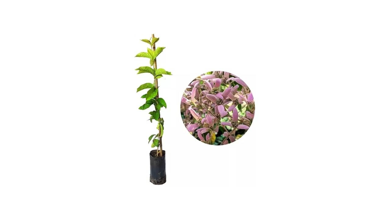 Melhor Trepadeira para Pergolado: As 10 Plantas e Tutorias Mais Recomendadas