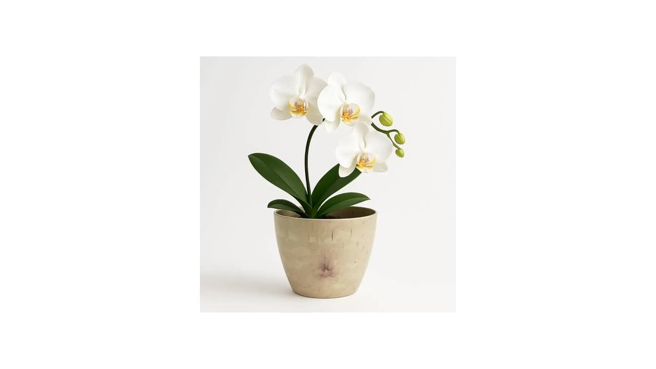 Melhor Vaso para Orquídea: Análise de 10 Modelos Vincentes